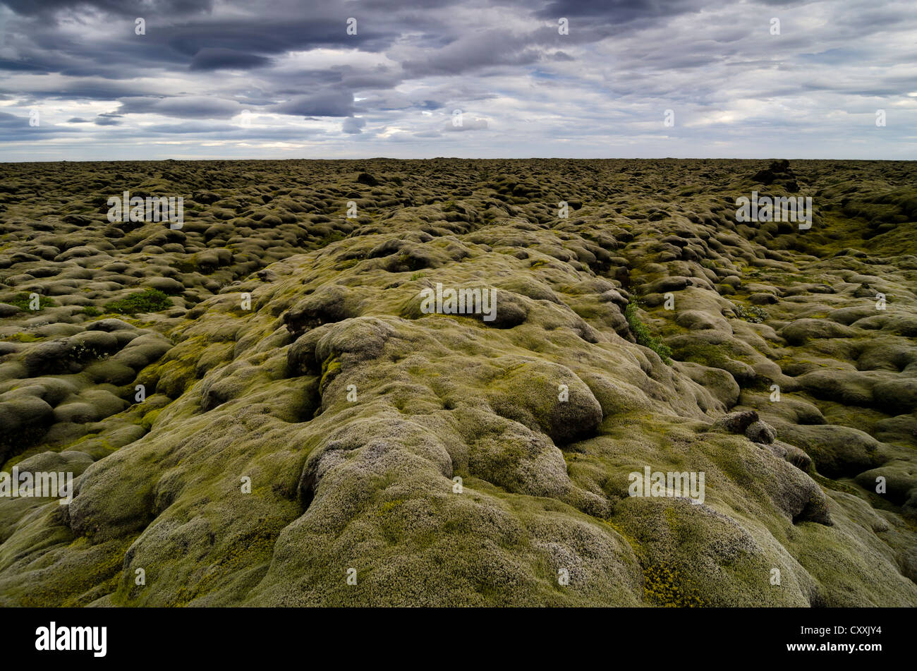 Eldhraun campo di lava, Suðurland, Sudurland, Sud dell'Islanda, Islanda, Europa Foto Stock