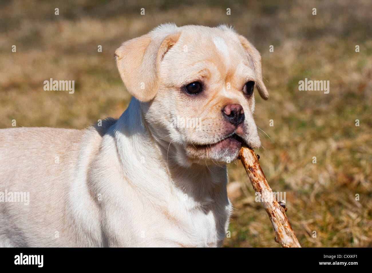 Puggle cucciolo masticare su un bastone Foto Stock