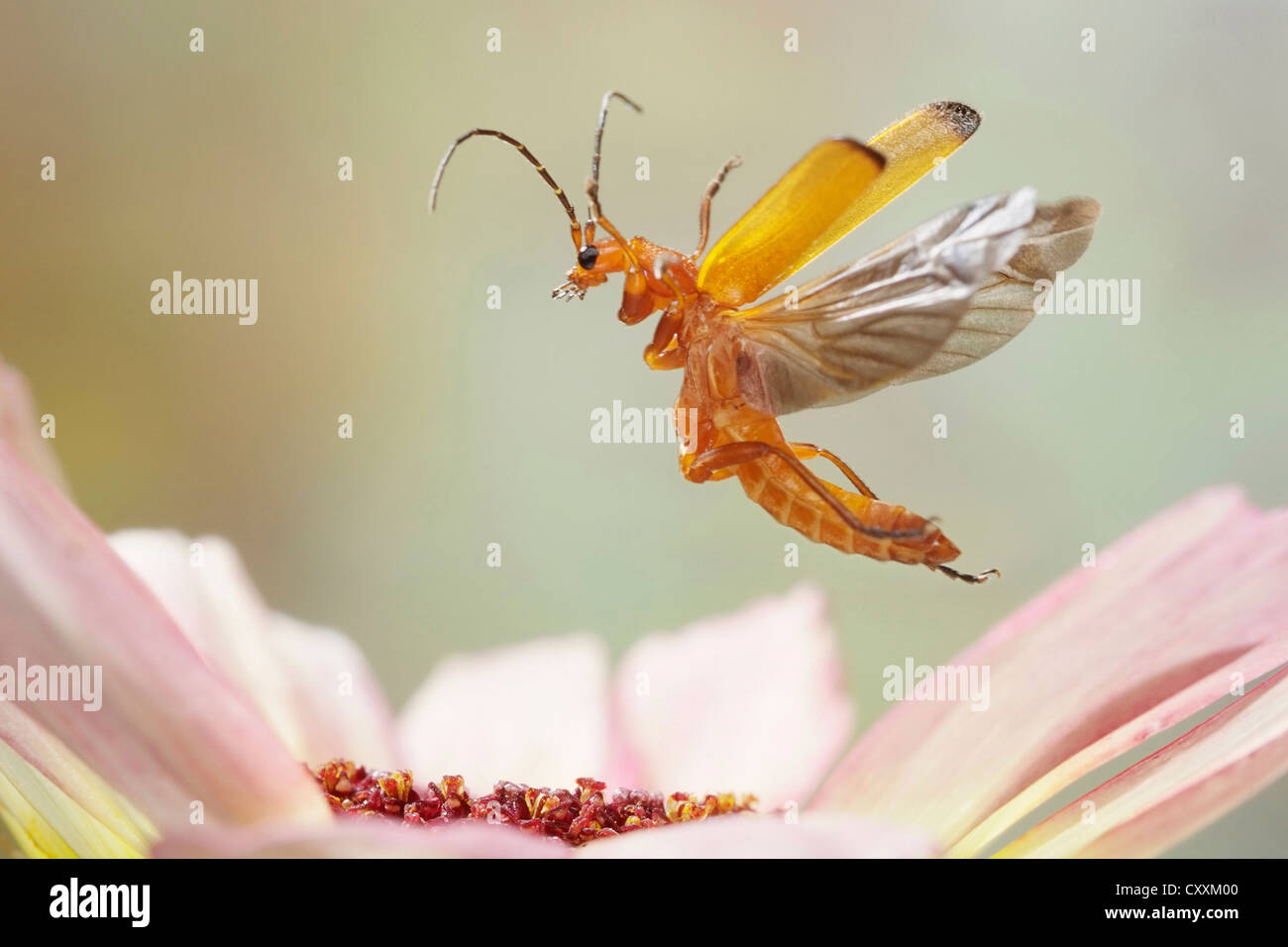 Comune soldato rosso Beetle (Rhagonycha fulva), in volo Foto Stock