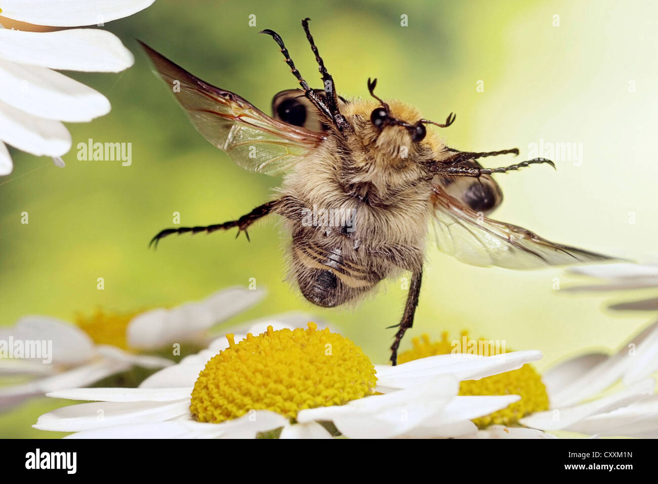 Bee Beetle (Trichius fasciatus), in volo Foto Stock