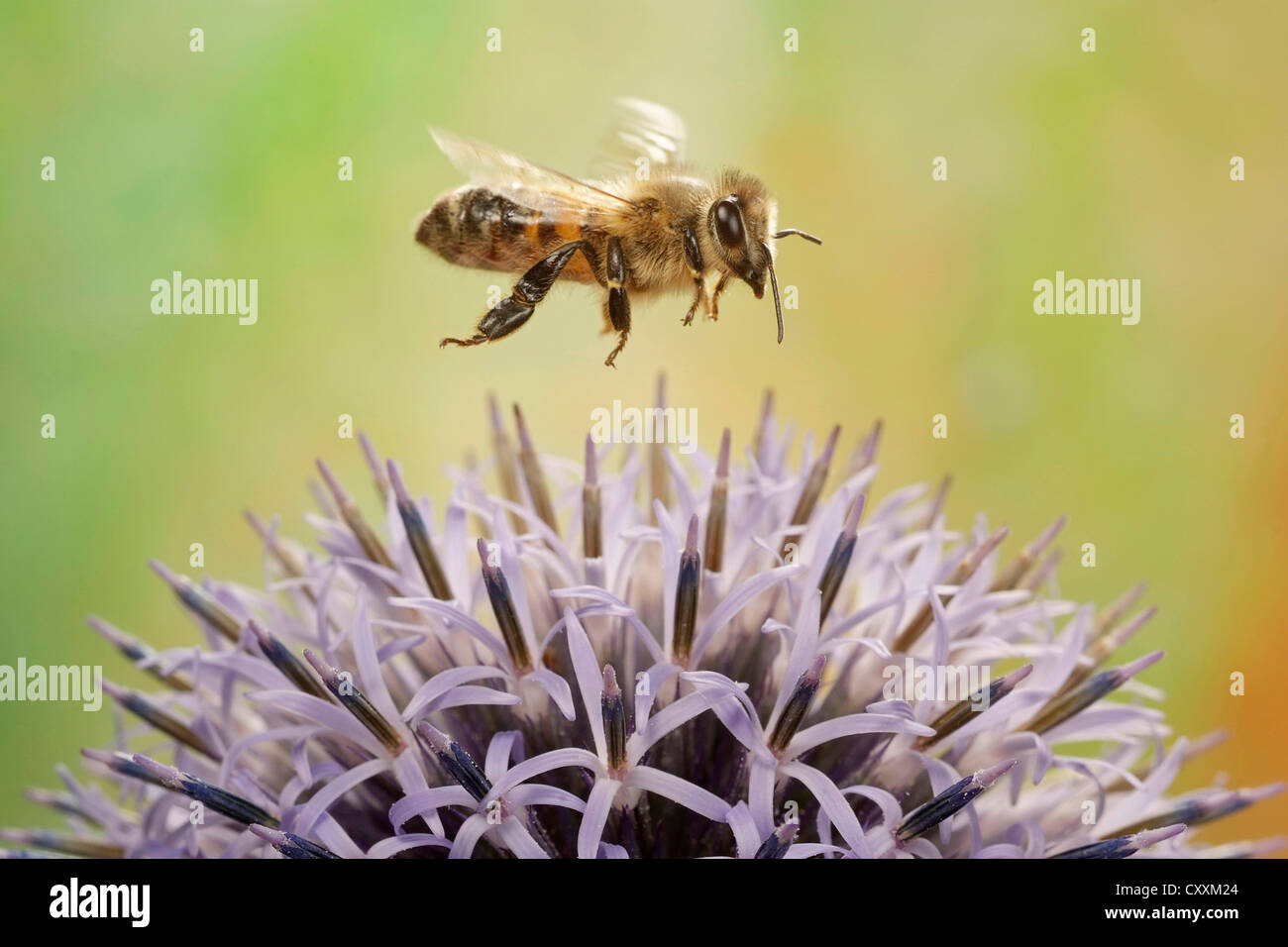 Il miele delle api (Apis mellifera), in volo Foto Stock