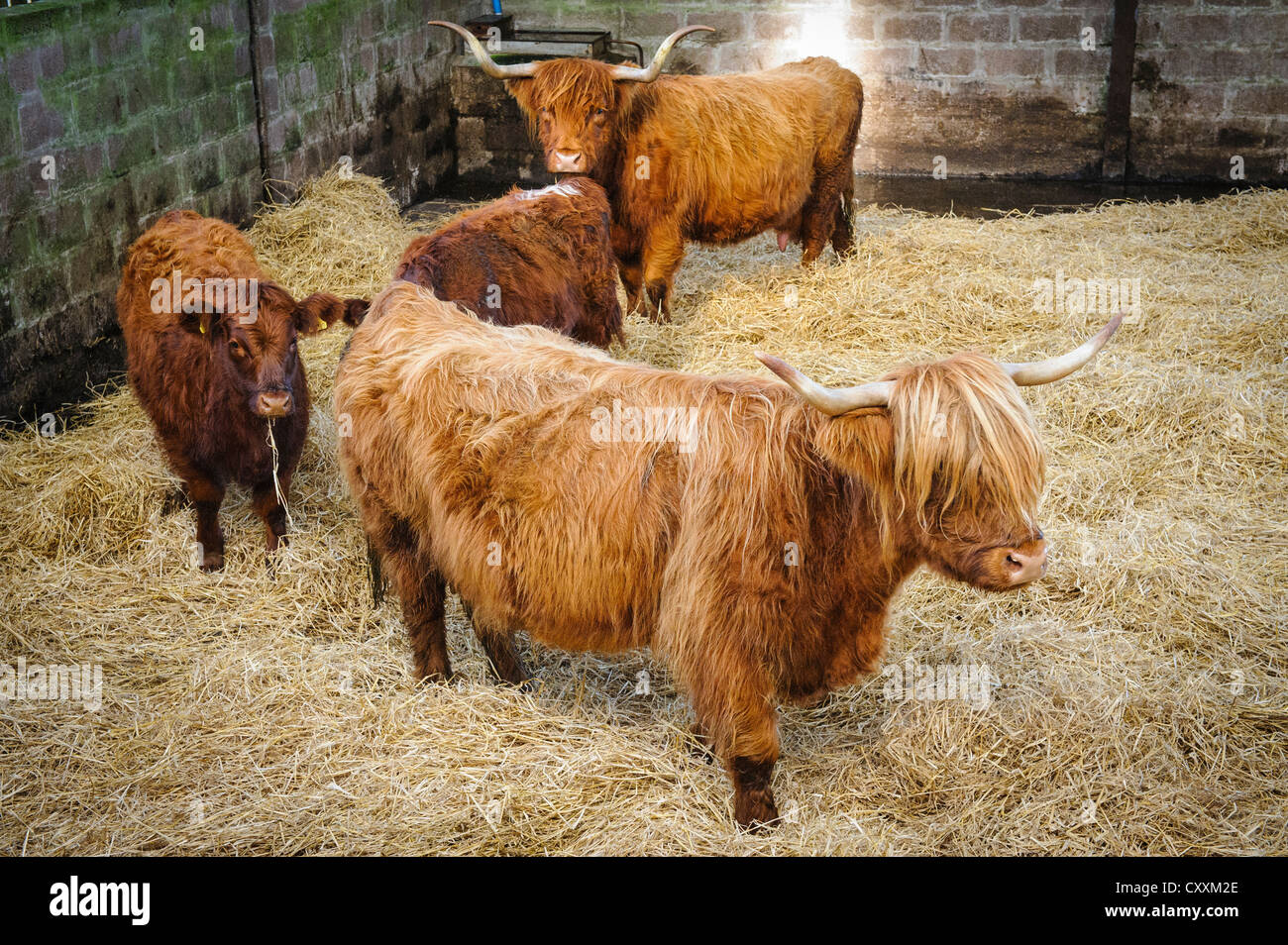 Highland bovini e vitelli in una fattoria in South Lanarkshire, Scozia Foto Stock