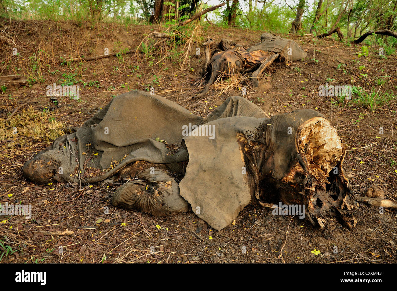Uno degli elefanti uccisi dai cacciatori di frodo sudanese il 5 marzo 2012, Bouba-Ndjida National Park, Camerun, Africa centrale, Africa Foto Stock