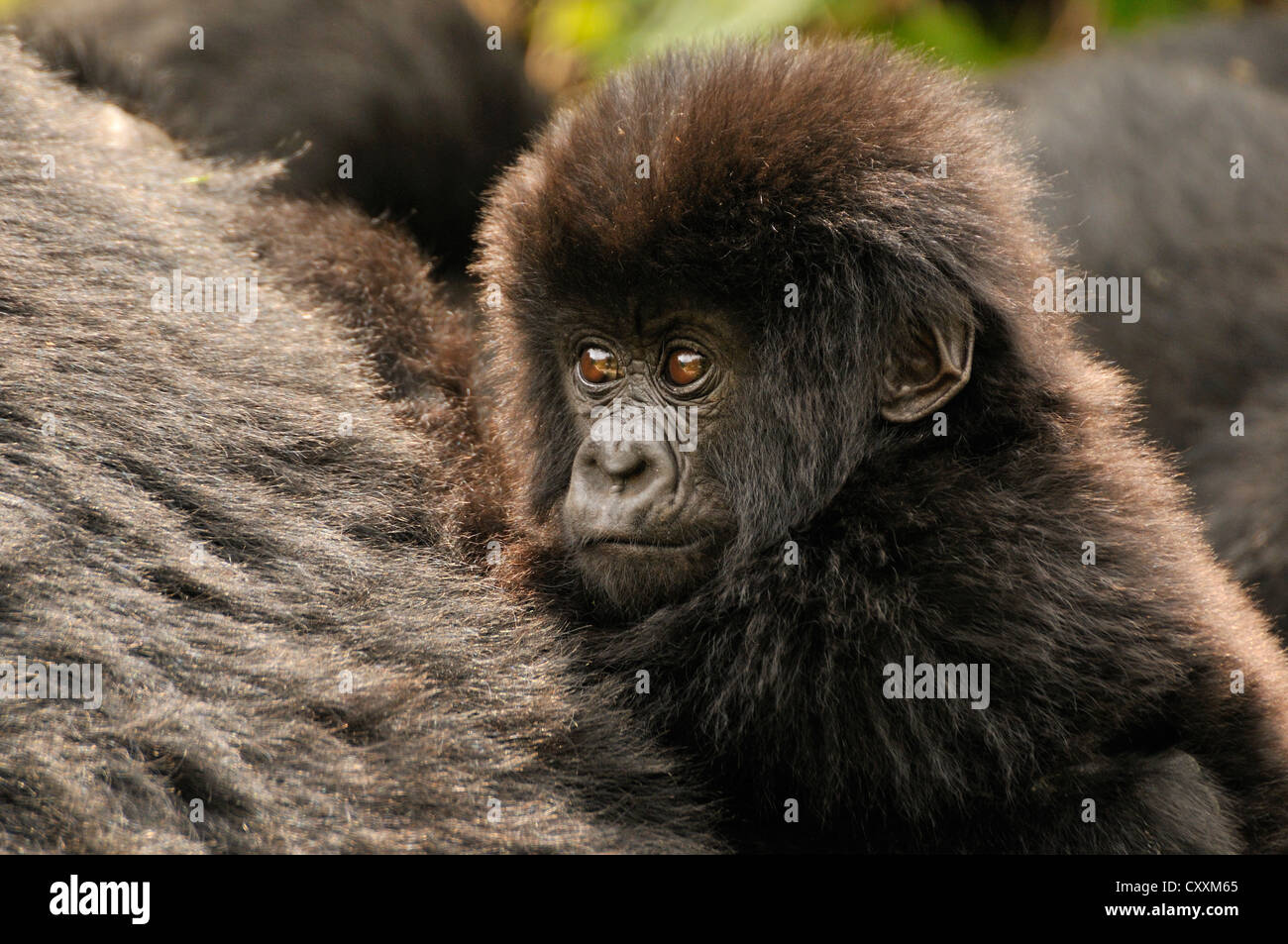 Baby Gorilla di Montagna (Gorilla beringei beringei) dal gruppo Hirwa ai piedi del vulcano Gahinga Foto Stock