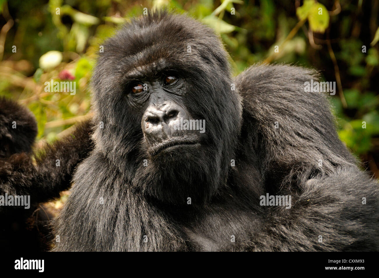 Gorilla di Montagna (Gorilla beringei beringei) del gruppo Hirwa ai piedi del vulcano Gahinga, Parco Nazionale Vulcani delle Hawaii Foto Stock