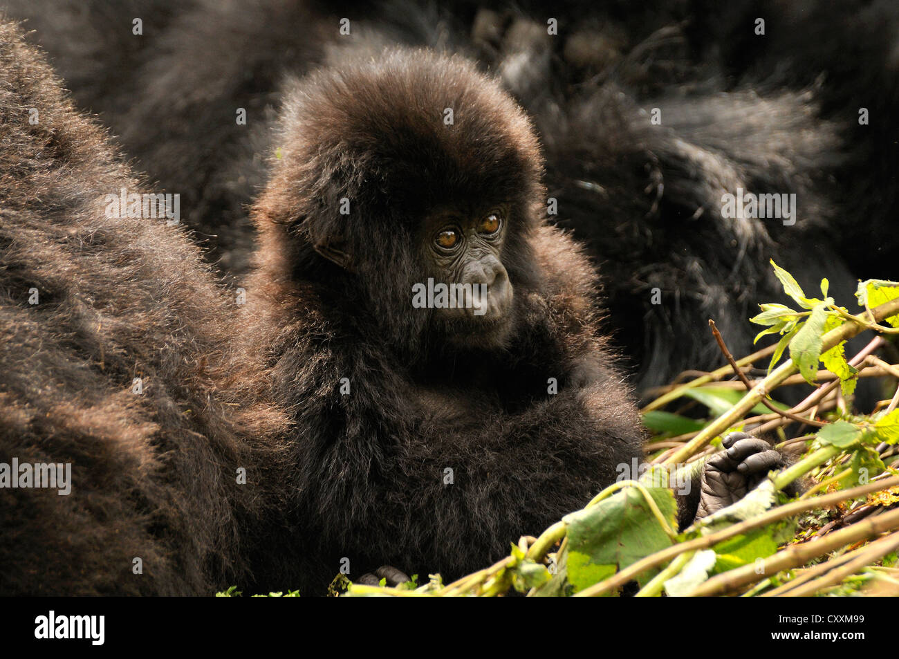 Baby Gorilla di Montagna (Gorilla beringei beringei) dal gruppo Hirwa ai piedi del vulcano Gahinga Foto Stock