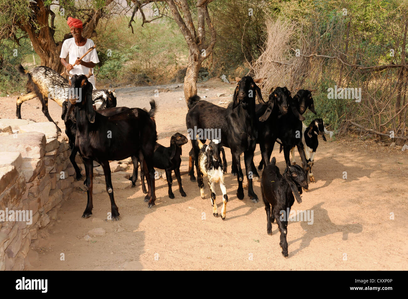 Uomo indiano con un allevamento di capre vicino a Sawai Madhopur, Rajasthan, India del Nord, Asia Foto Stock