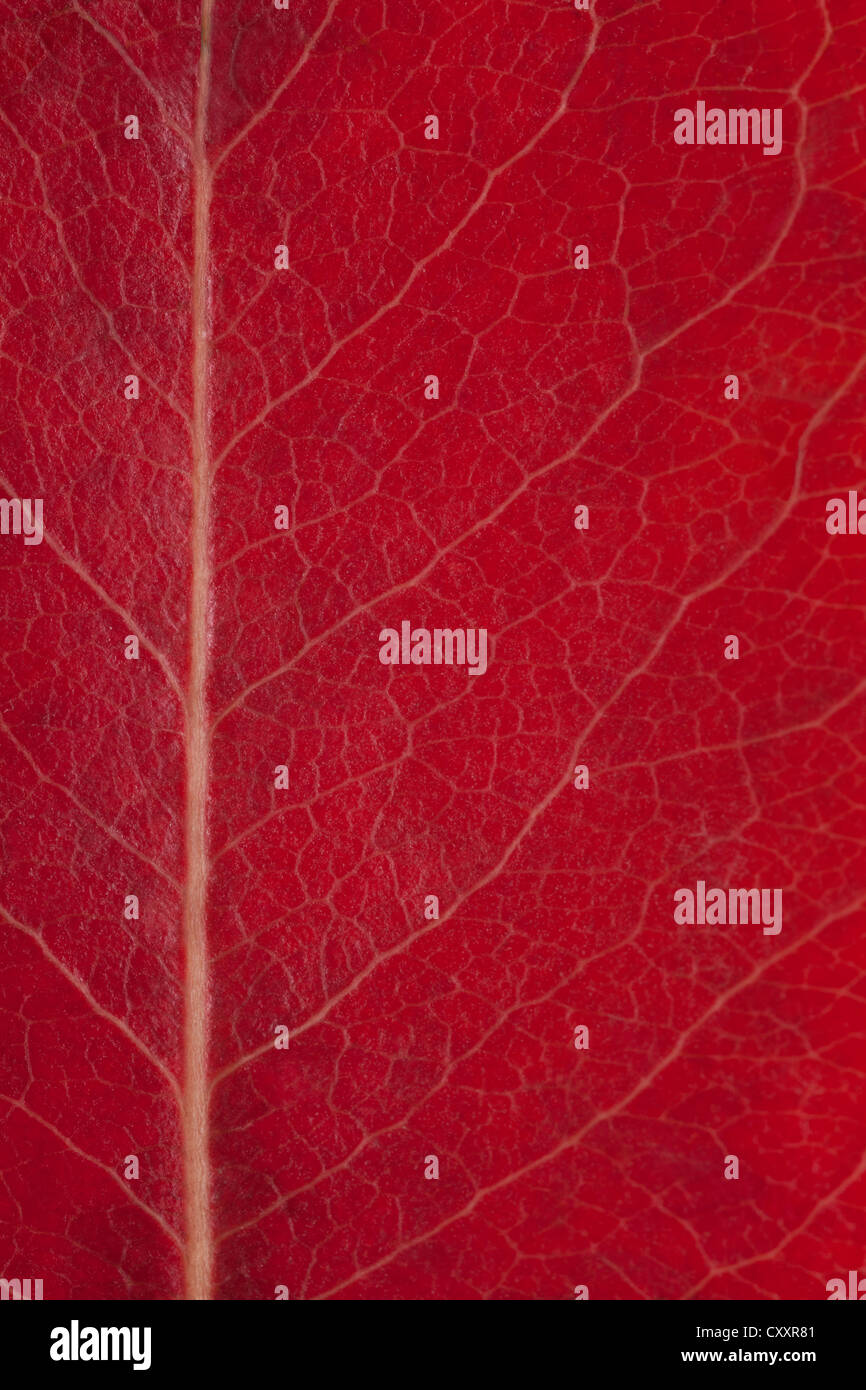 Rosso foglie autunnali sfondo, abstract texture organico Foto Stock