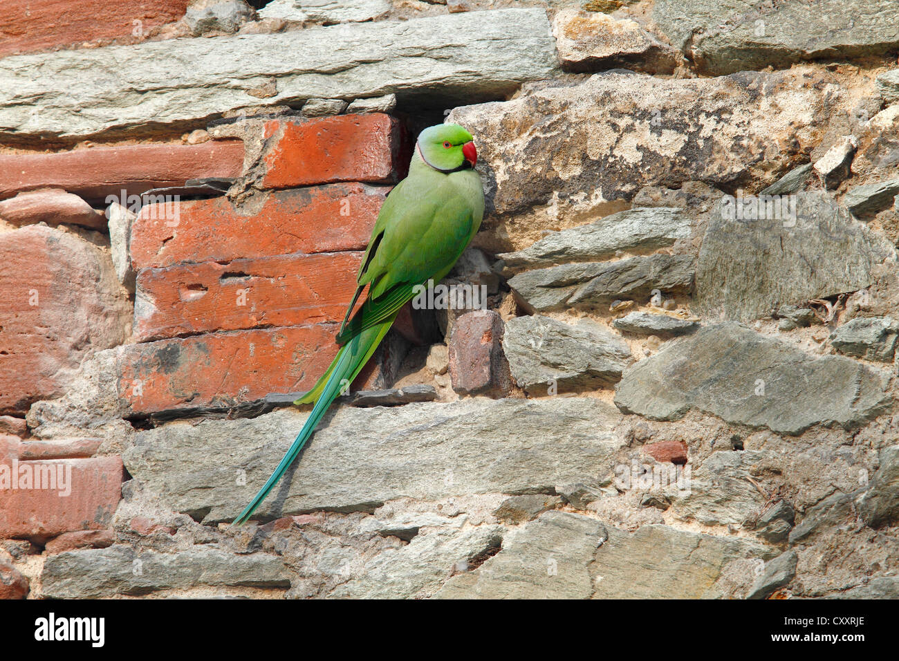 Rose-inanellati parrocchetto o anello a collo di parrocchetto (Psittacula krameri) appollaiato su un muro di pietra nel parco del palazzo Foto Stock