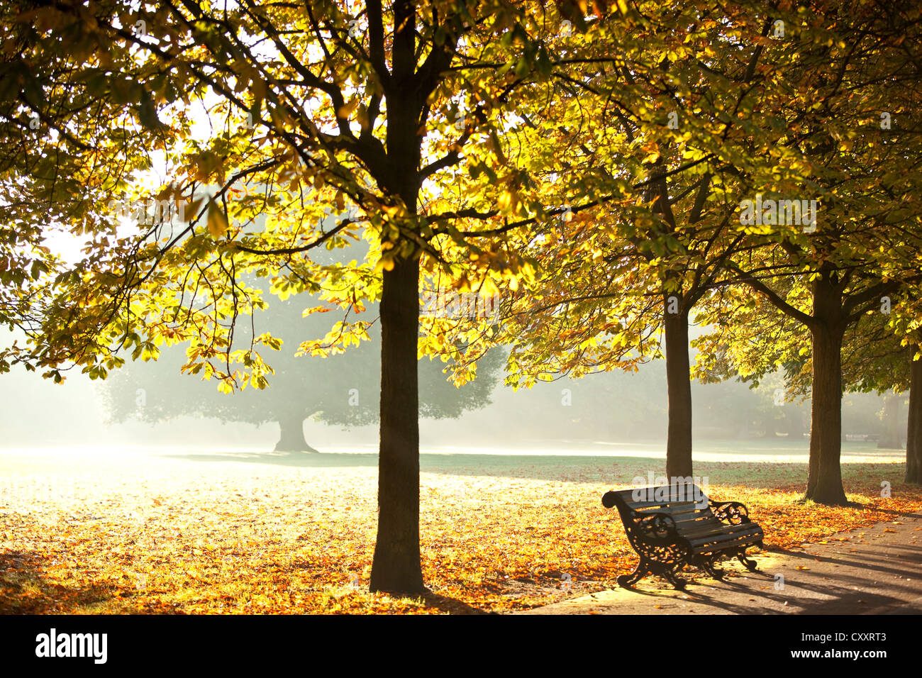 I colori autunnali, il parco di Greenwich, il sud-est di Londra, Inghilterra, Regno Unito. 14 ottobre, 2012. Foto Stock