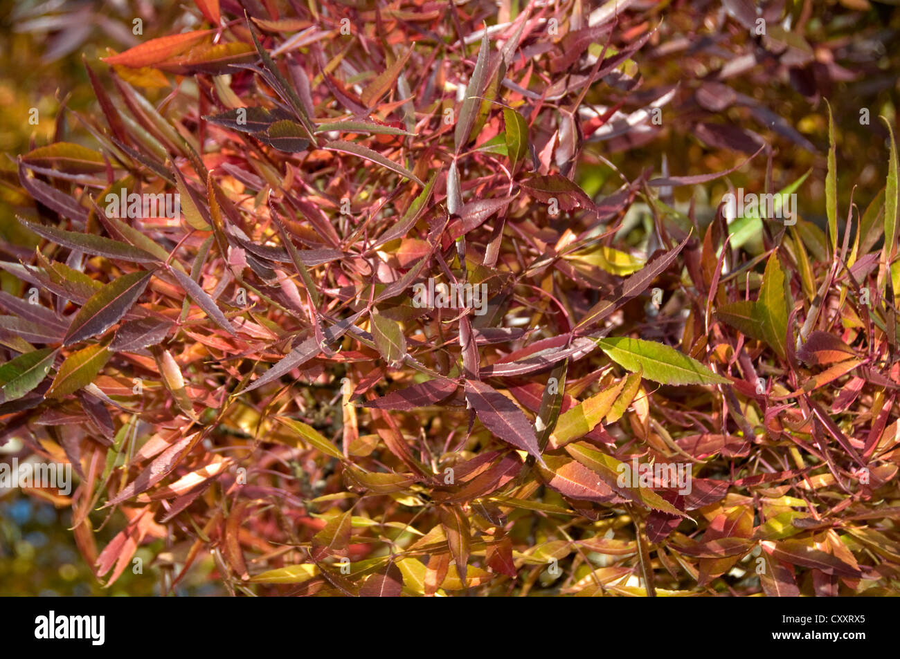 Foglie di autunno. rosso e oro Foto Stock