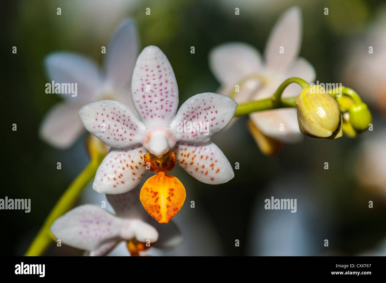 Fiore di un Orchidea (Phalaenopsis Mini Mark) Palm Garden, Francoforte Hesse Foto Stock