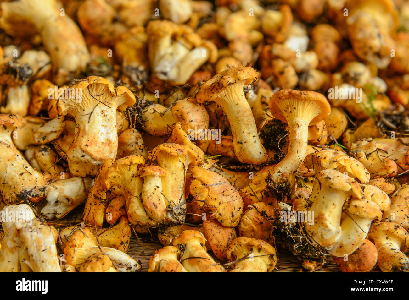 Finferli freschi o golden Cantarelli (Cantharellus cibarius), non ripuliti Foto Stock