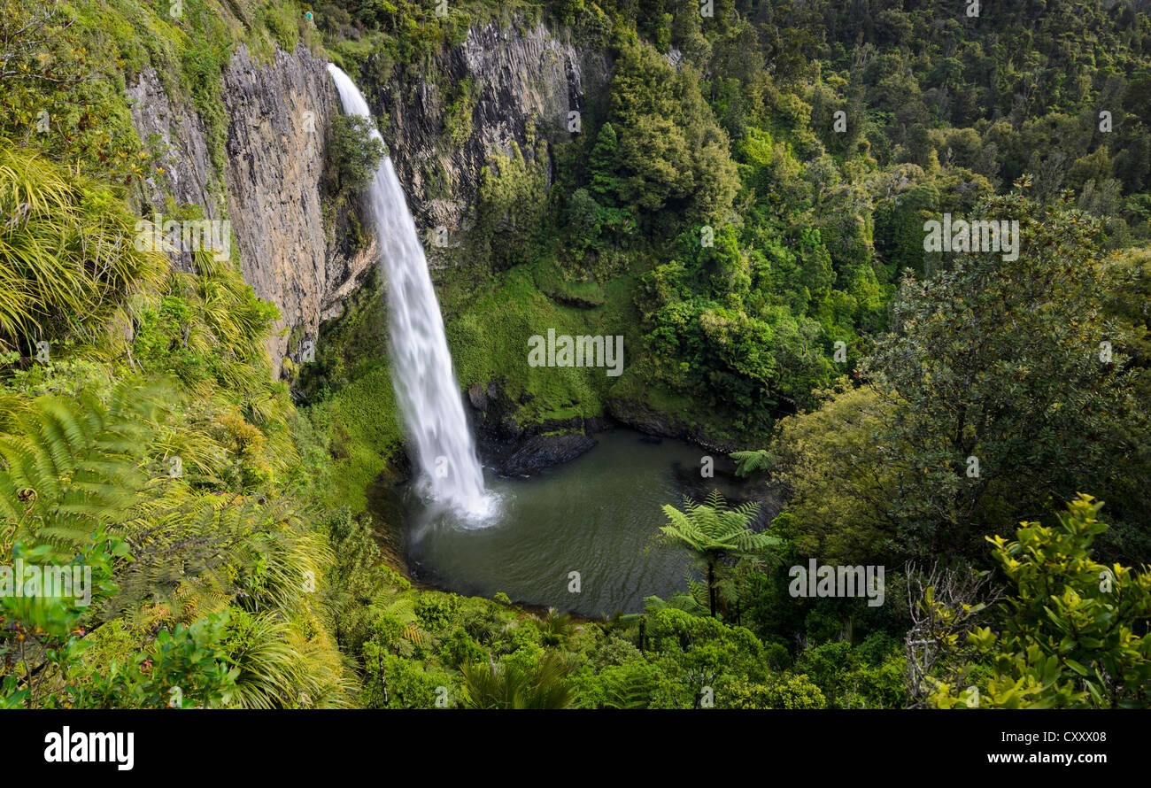 Bridal Veil Falls circondato da una fitta foresta pluviale, Raglan, Waikato, Isola del nord, Nuova Zelanda Foto Stock