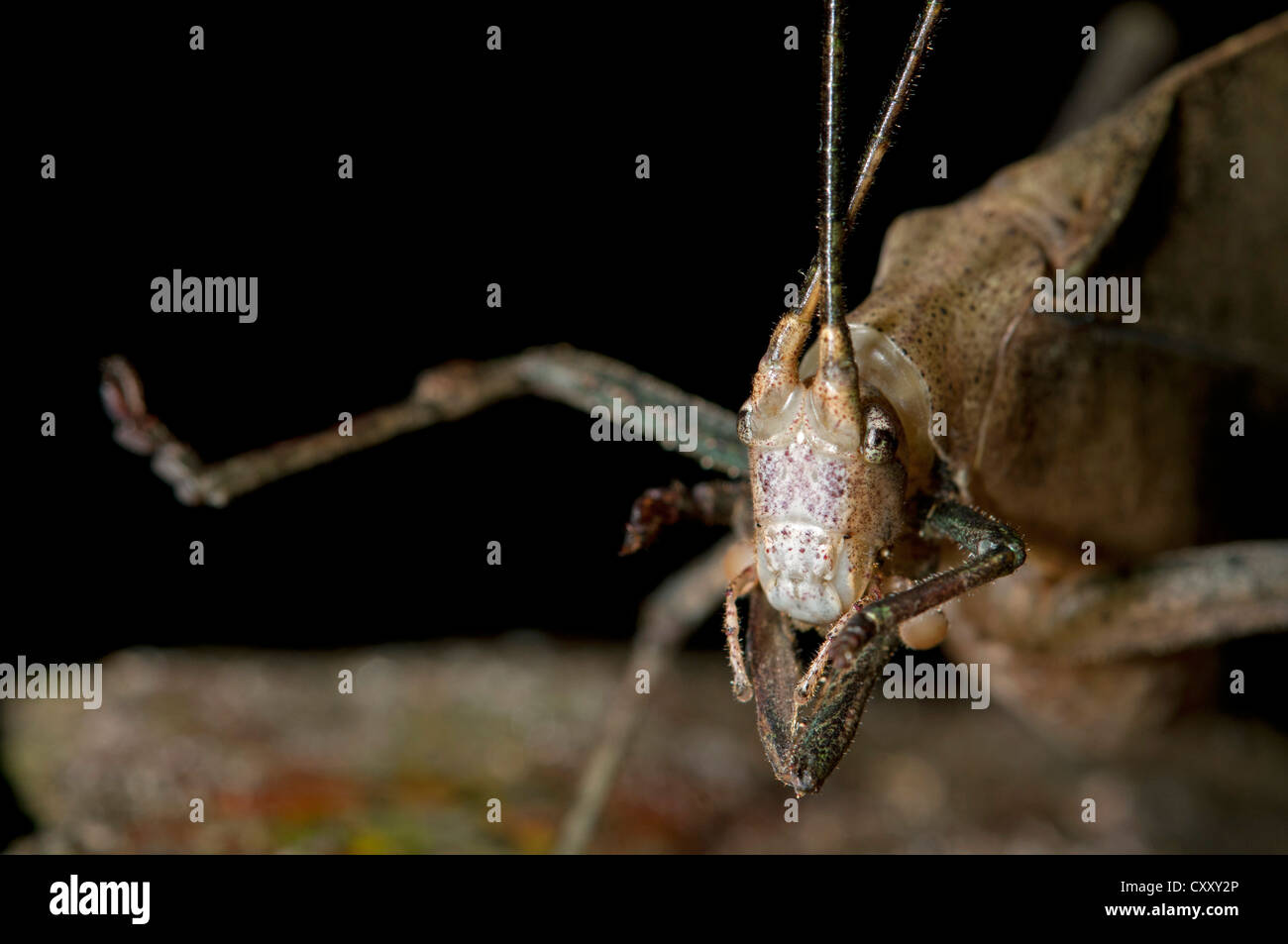 Boccola di foglia o di cricket katydid, (Typophyllum sp.), mimando una foglia appassiti, Tiputini rain forest, Yasuni National Park, Ecuador Foto Stock