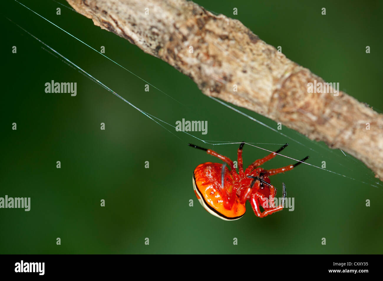 Bolas spider (Encyosaccus sexmaculatus), orb-web spider, Tiputini rain forest, Yasuni National Park, Ecuador, Sud America Foto Stock