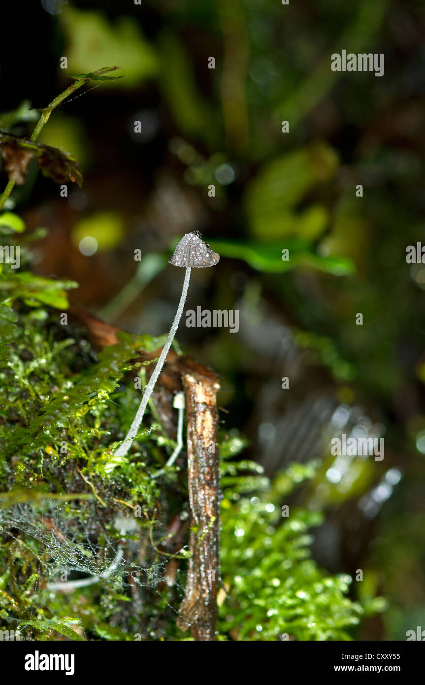 Testa a fungo, coprinoid fungo, Coprinus (sp), regione Tandayapa, Andino cloud forest, Ecuador Foto Stock