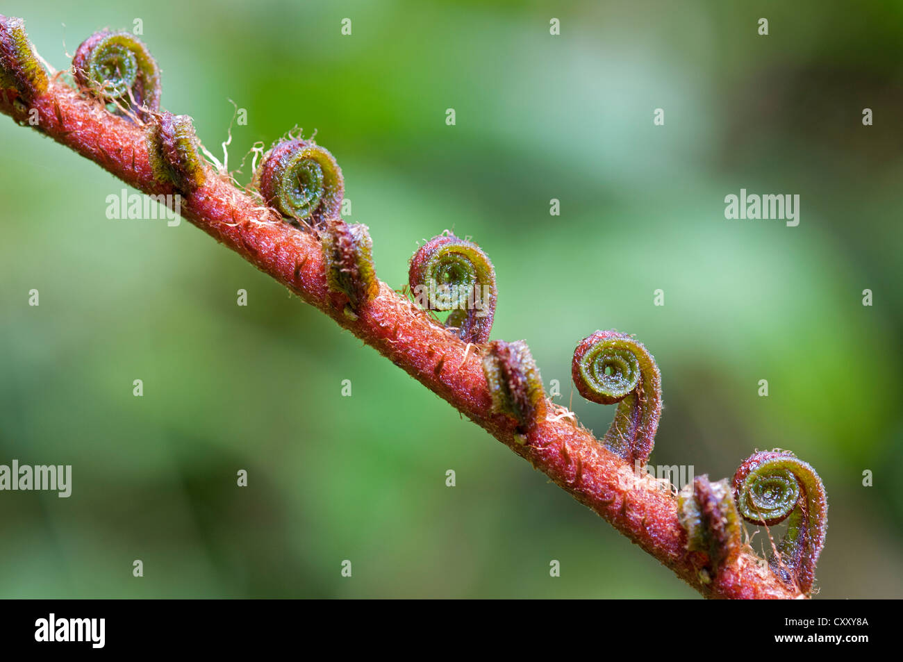 Fern frond dispiegarsi, Tandayapa regione andina, cloud forest, Ecuador, Sud America Foto Stock