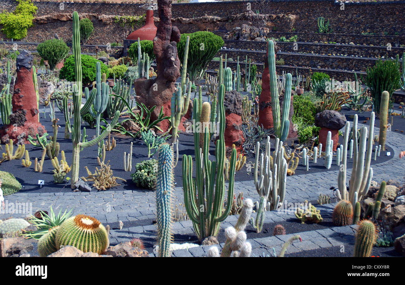El Jardn de Cactus, il giardino dei cactus, Tenerife. Questa  stata una  delle ultime opere del famoso artista di lanzarote Csar Manrique Foto  stock - Alamy
