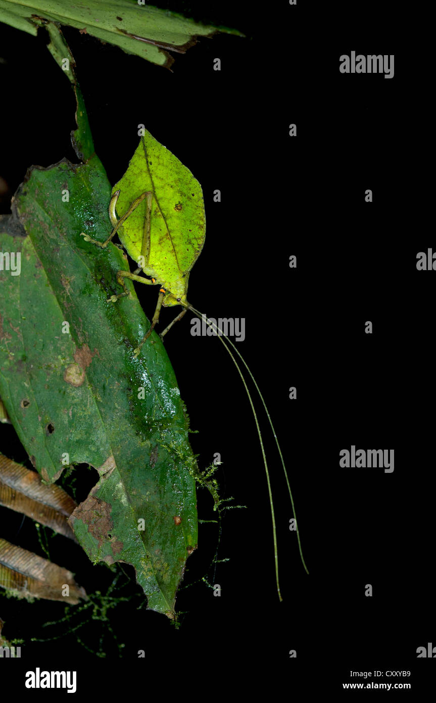 Boccola di foglia di cricket o Leaf katydid (Tettigoniidae) emulando una foglia verde, Tiputini rain forest, Yasuni National Park, Ecuador Foto Stock