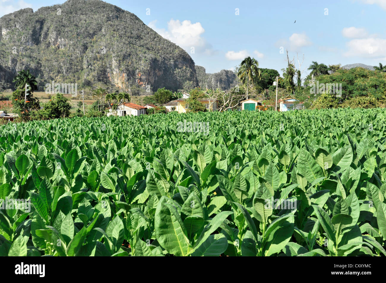 La piantagione di tabacco, di foglie di tabacco tabacco (Nicotiana), la coltivazione del tabacco nella Valle de Vinales National Park, il Vinales Foto Stock