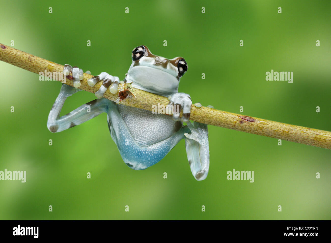 Amazon Latte (Rana Phrynohyas resinifictrix) salendo un ramo Foto Stock