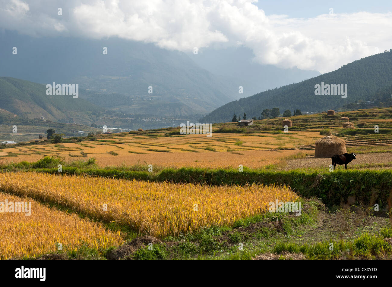 Risaie pronta per il raccolto nei pressi di Wangdue, Bhutan, Asia del Sud, Asia Foto Stock