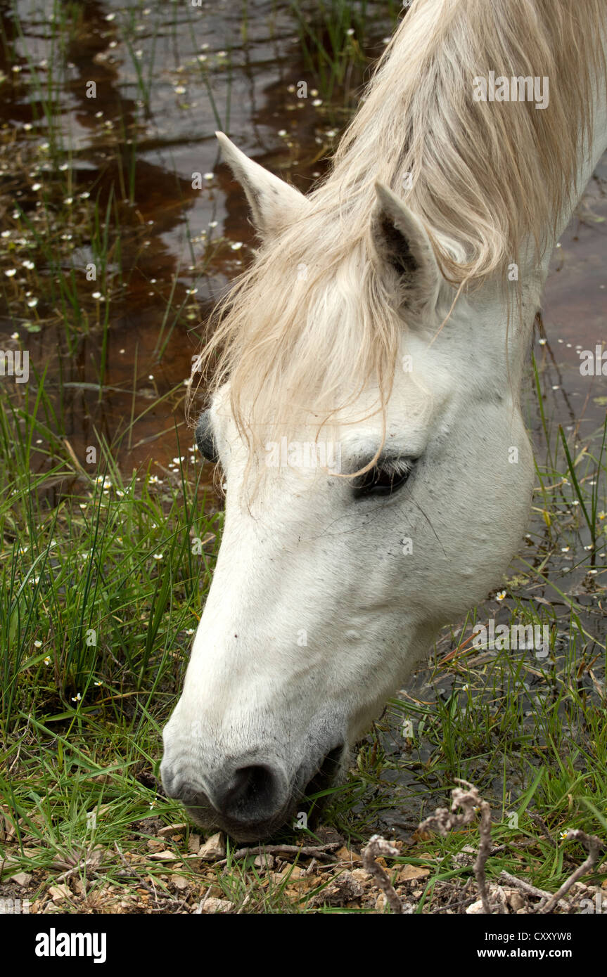Camargue cavallo al pascolo in una zona umida, Camargue, Francia, Europa Foto Stock