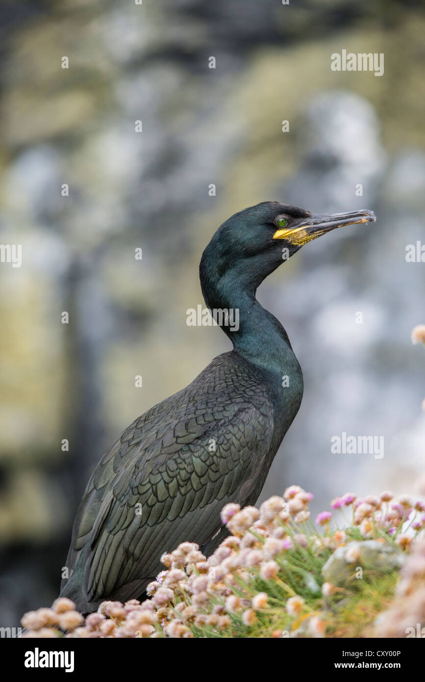 Comune Shag Foto Stock