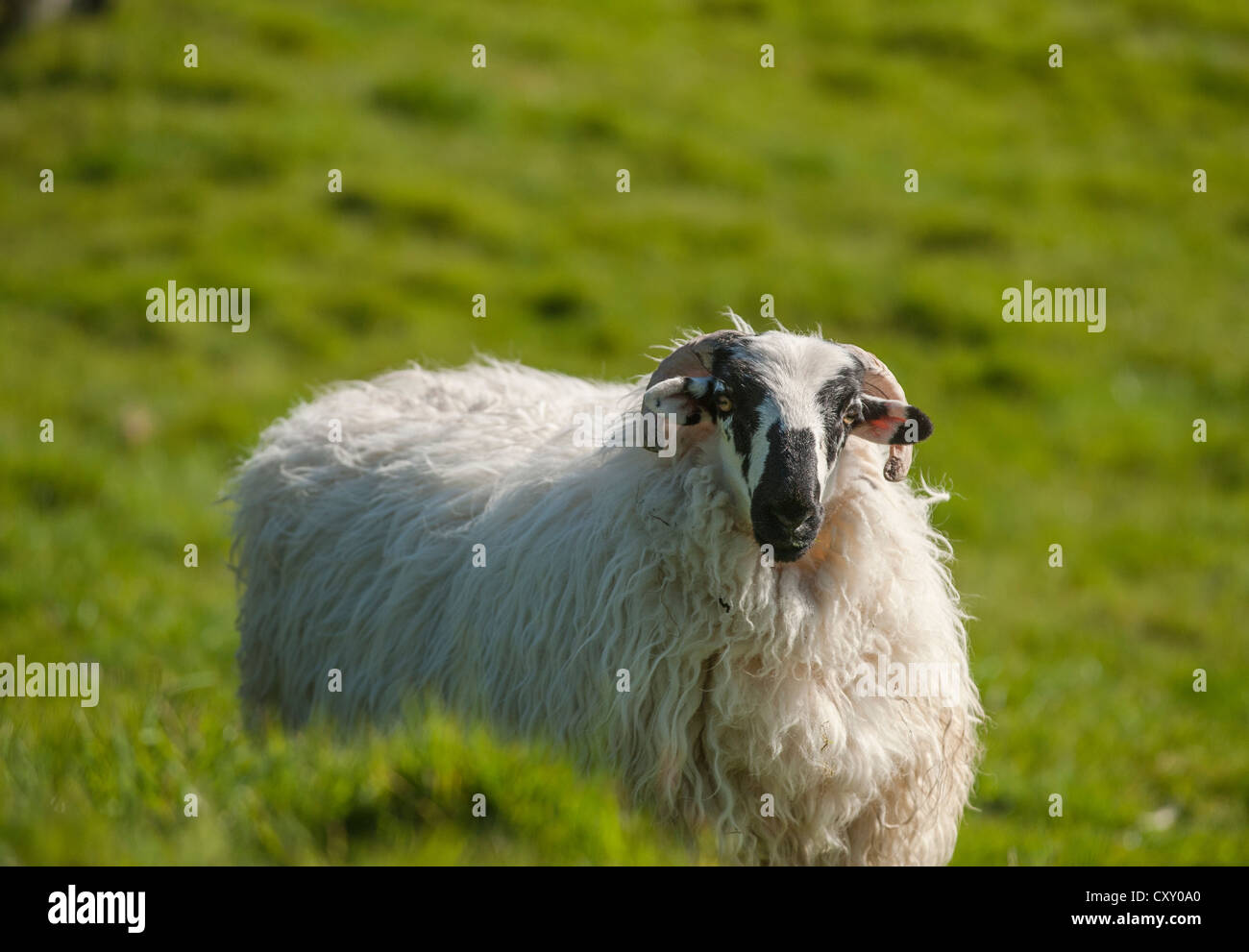 Pecore con corna, Irlanda, Europa Foto Stock