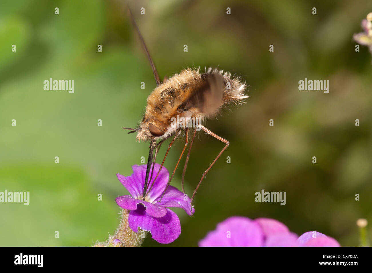 Grandi bee fly (Bombylius major) succhiare il nettare da un aubrieta (Aubrieta) Untergroeningen, Baden-Wuerttemberg Foto Stock