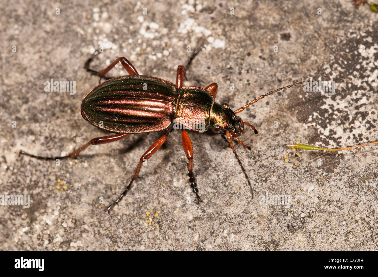 Massa d'oro beetle (Carabus auratus), Untergroeningen, Baden-Wuerttemberg Foto Stock