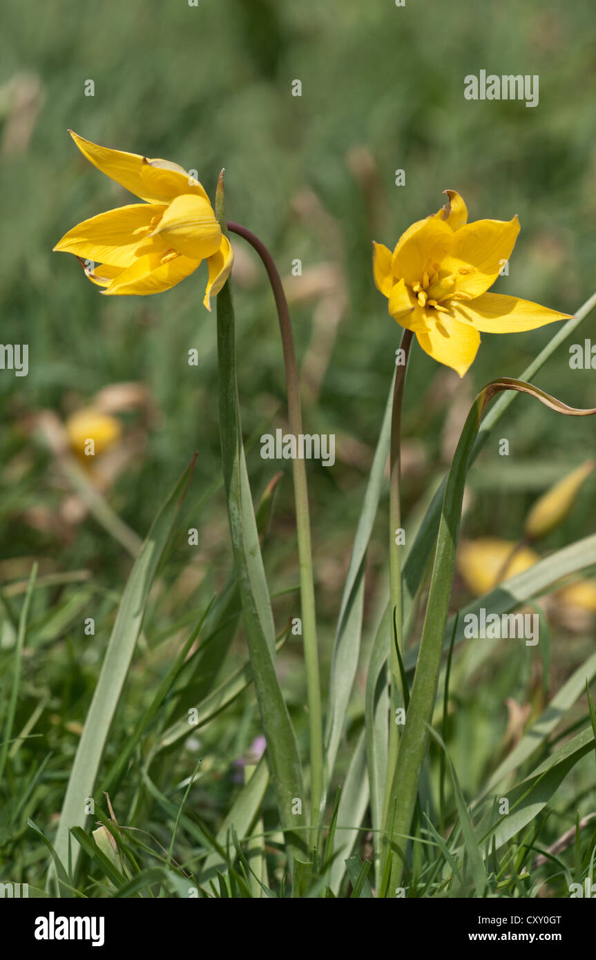 Tulipano selvatico (Tulipa silvestris), Braunsbach, Baden-Wuerttemberg Foto Stock