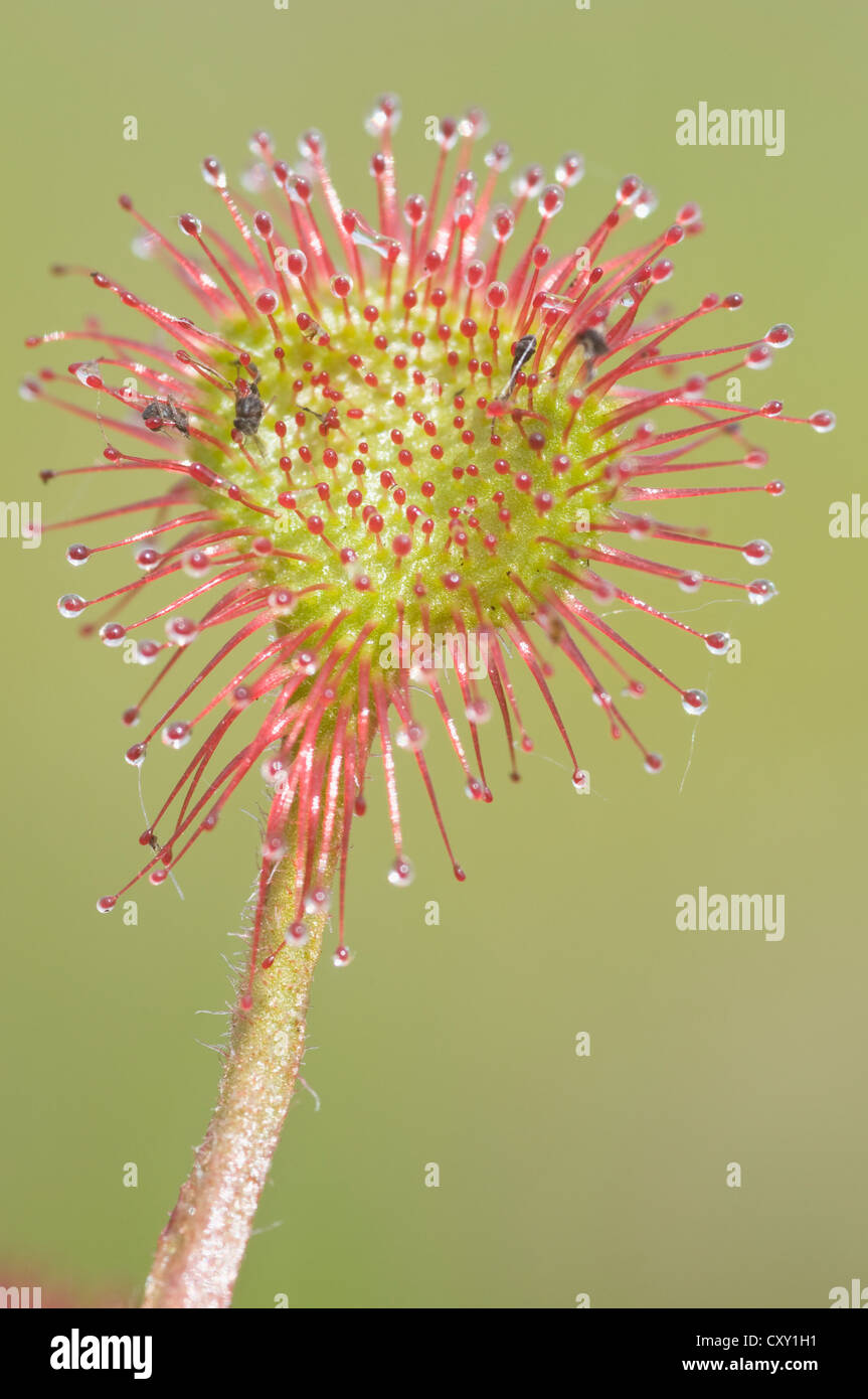 Sundew comune, round-lasciava sundew (drosera rotundifolia), Wesuweermoor bog, Emsland, Bassa Sassonia Foto Stock