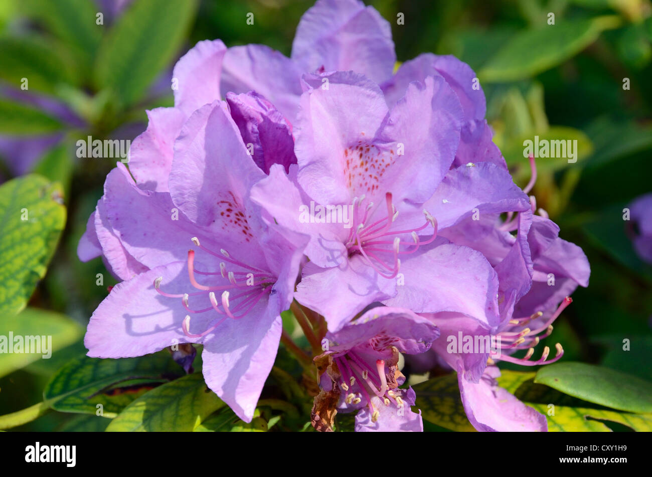 Fiore di rododendro (Rhododendron sp.), ibrido Foto Stock