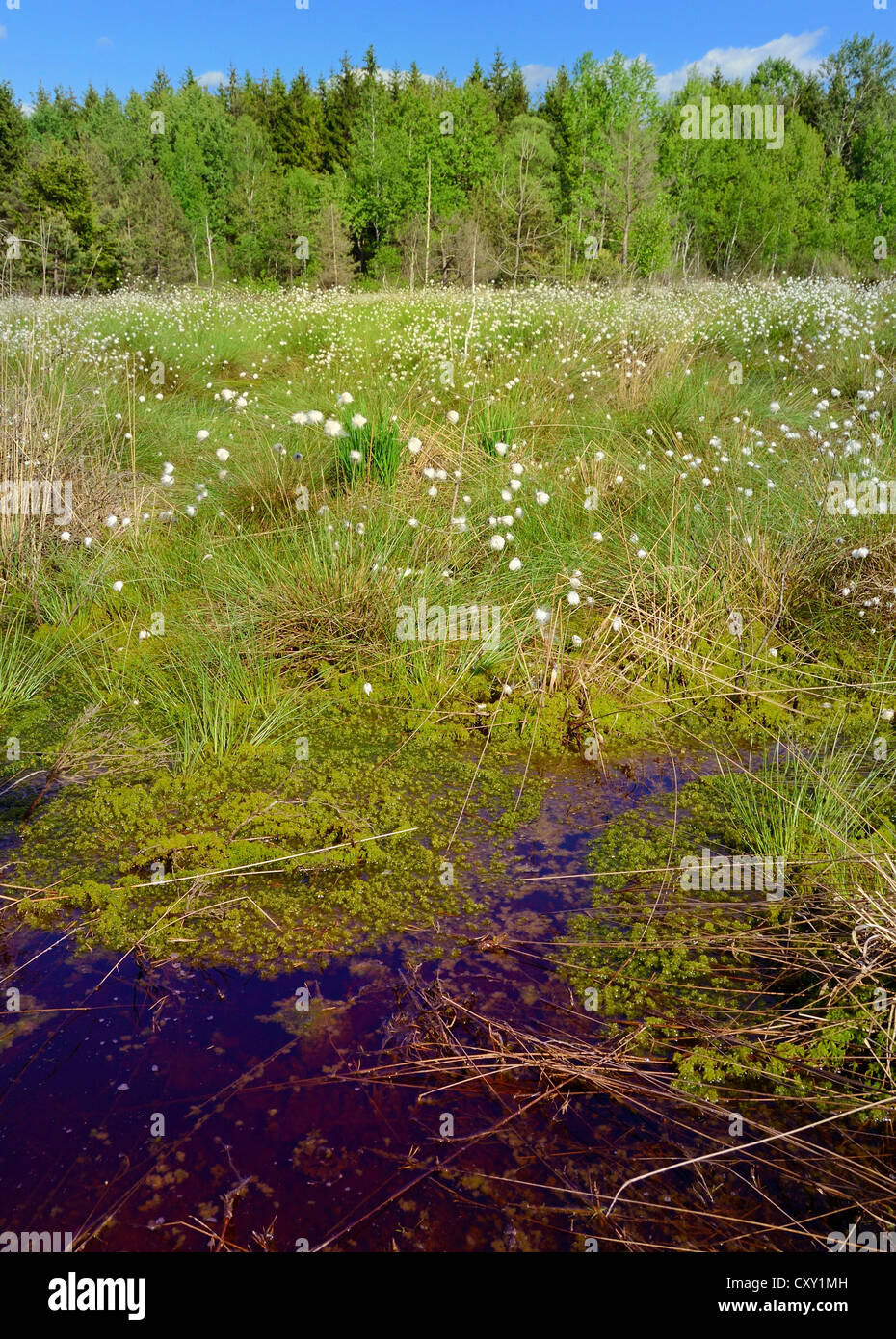 Interramento bog stagno con la fioritura della lepre-tail Cottongrass, Tussock Cottongrass o inguainati Cottonsedge (Eriophorum vaginatum) e Foto Stock