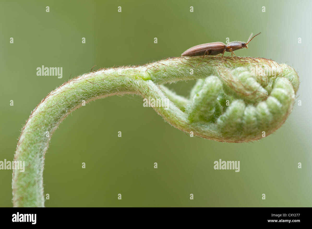 Fare clic su Beetle (Sericus brunneus) su una germinazione Bracken Fern (Pteridium aquilinum), Haren, Emsland, Bassa Sassonia Foto Stock