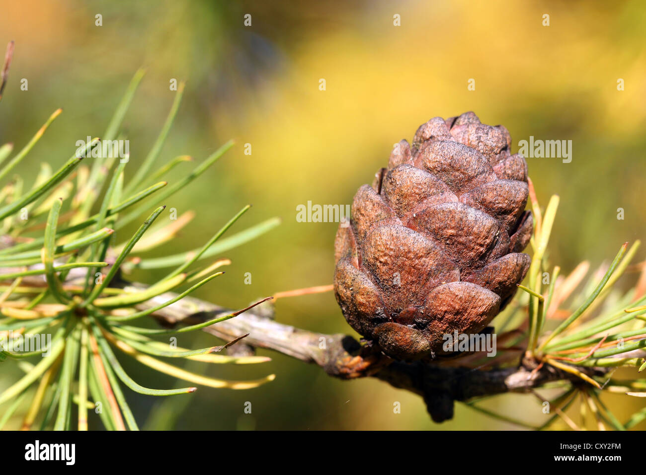Cono di larice siberiano o russo Larice (Larix sibirica) in autunno Foto Stock
