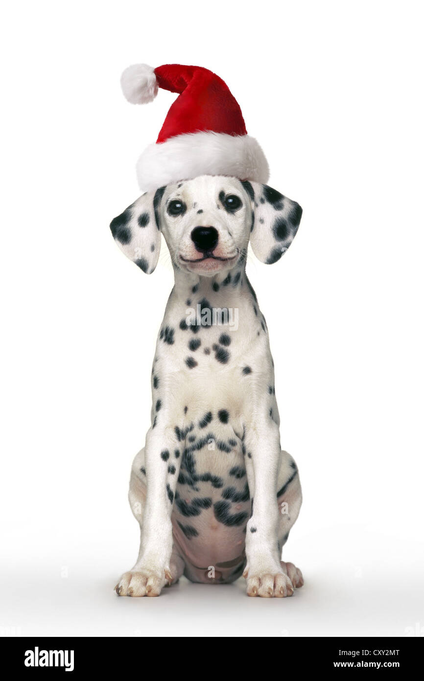 Cane dalmata, cucciolo, indossando un cappello da Babbo Natale, seduta Foto Stock