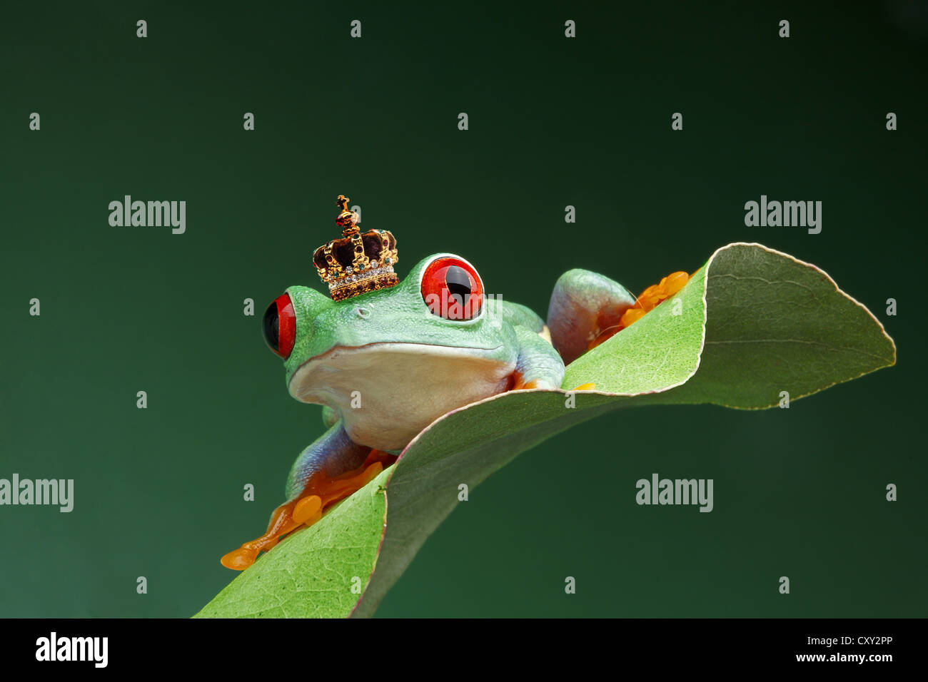 Rana che indossa una corona, occhi rossi treefrog (Agalychnis callidryas) Foto Stock