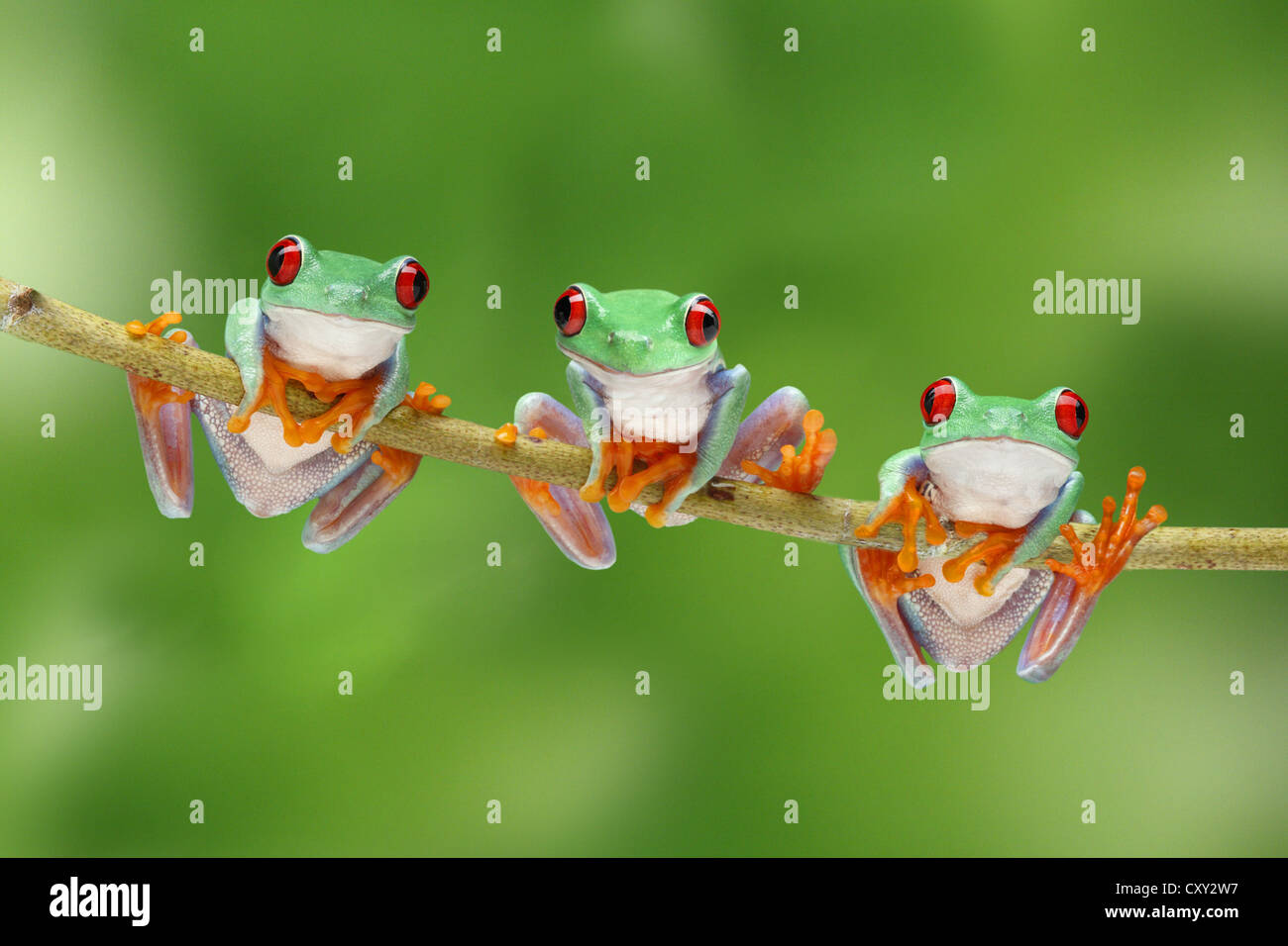 Tre red-eyed Tree rane (Agalychnis callidryas) salendo un ramo Foto Stock