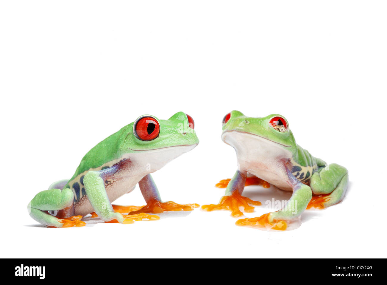 Due red-eyed Tree rane (Agalychnis callidryas) Foto Stock