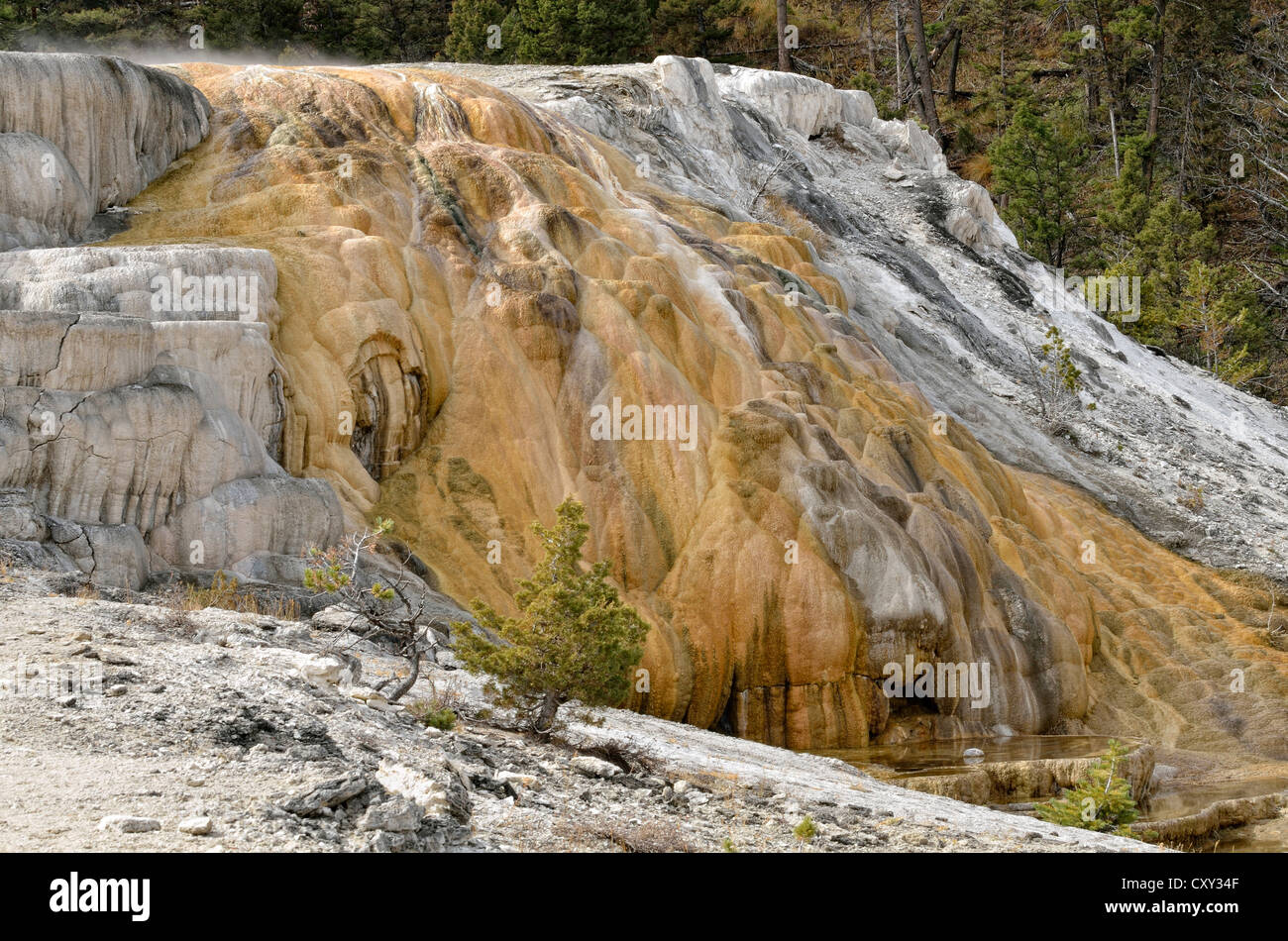 Vista da sotto al terrazzo di Cleopatra, colorato da batteri termofili, Mammoth Hot Springs, il Parco Nazionale di Yellowstone, Wyoming Foto Stock