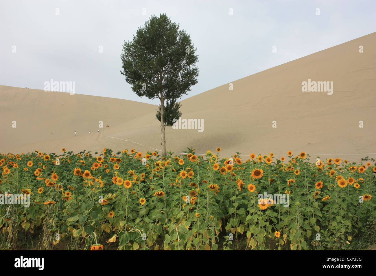 Un singolo albero e campo di girasoli in corrispondenza del bordo del deserto di Dunhuang, del Gansu in Cina. Foto Stock