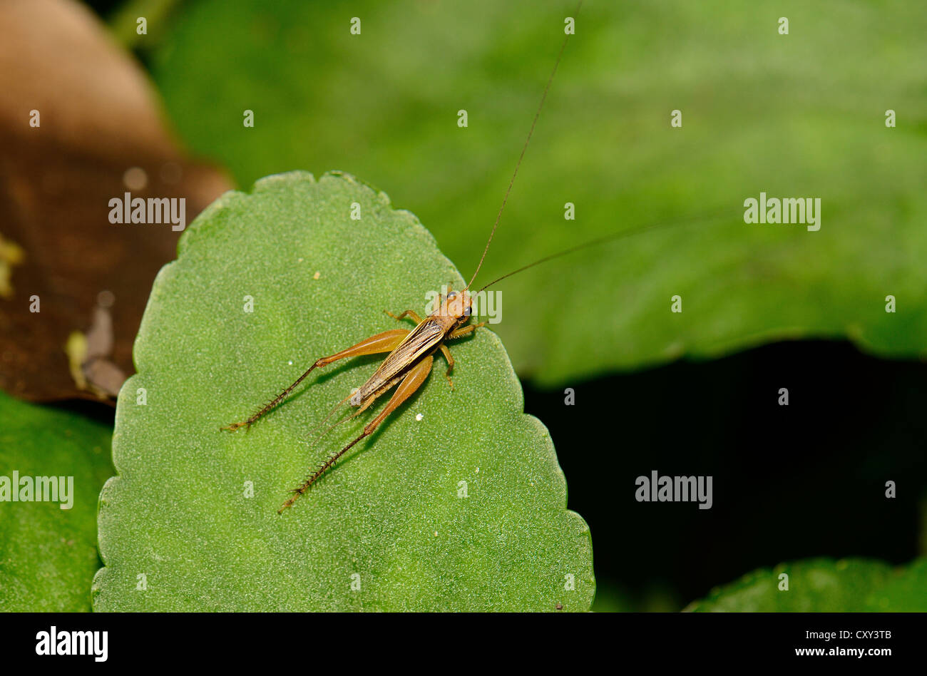 Bella cricket adulto seduto sul ramo nella foresta thailandese Foto Stock