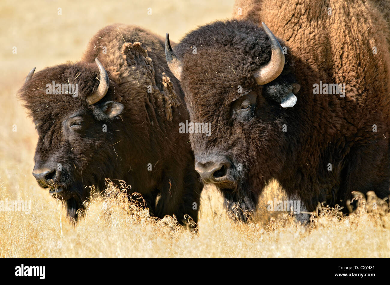 Bisonti americani (Bison bison), Hot Springs Park, Thermopolis, Wyoming USA Foto Stock