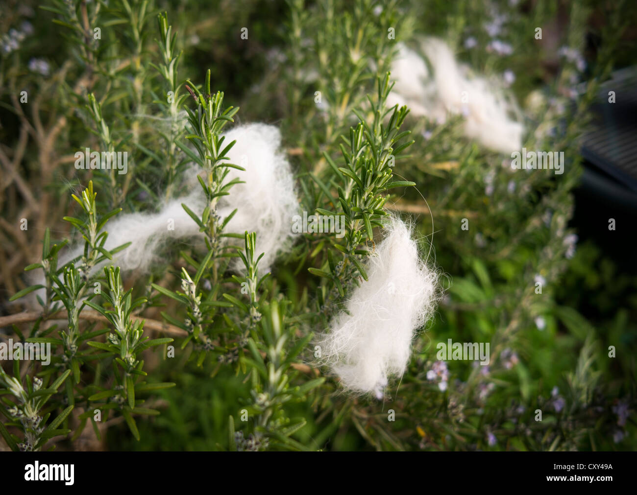 Combings di pellicce di gatto immessi sul rosmarino arbusto per uccelli " materiale di nesting Foto Stock