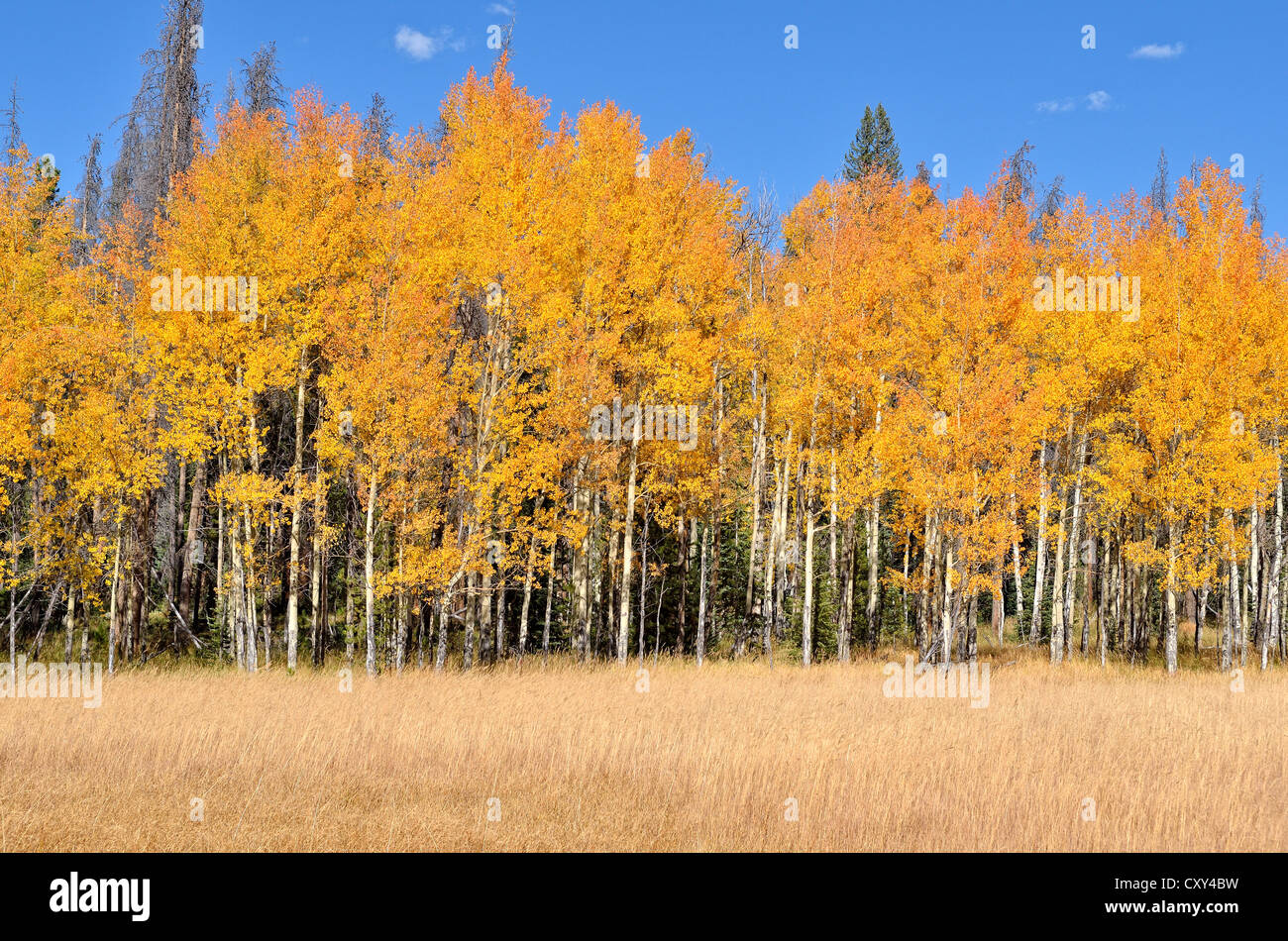 Colore di autunno vacilla Aspen (Populus tremuloides), Kawuneeche Valley Trail Ridge Road, Rocky Mountain National Park, COLORADO Foto Stock