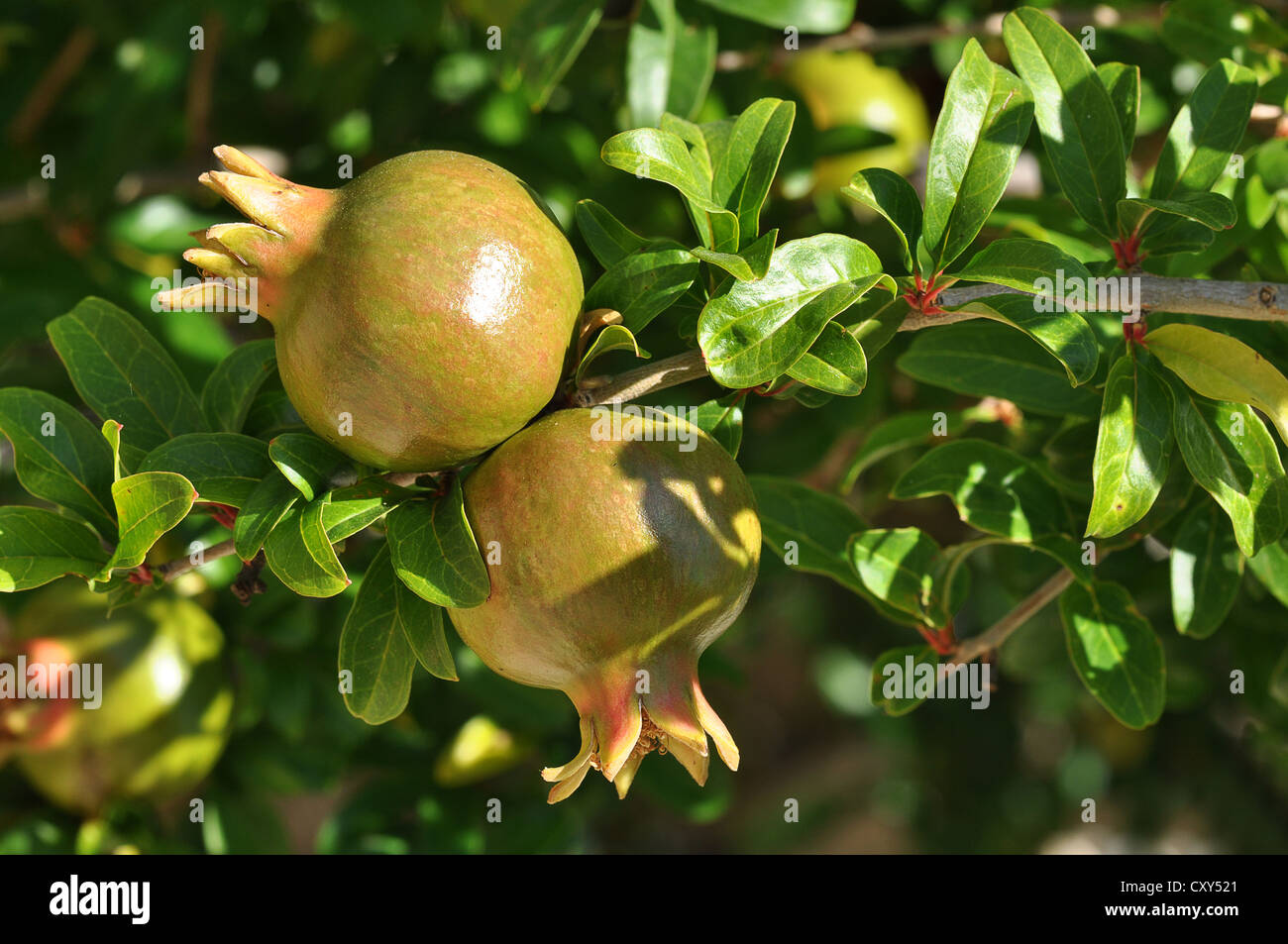 Il Melograno che cresce su un albero (Punica granatum), Creta, Grecia, Europa Foto Stock