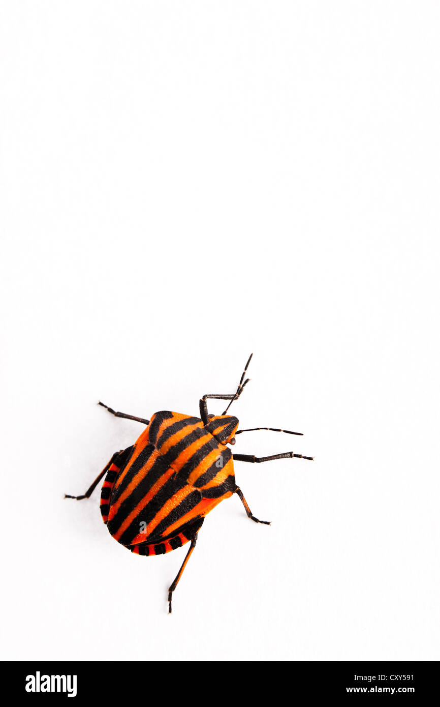 Graphosoma lineatum insetto Foto Stock